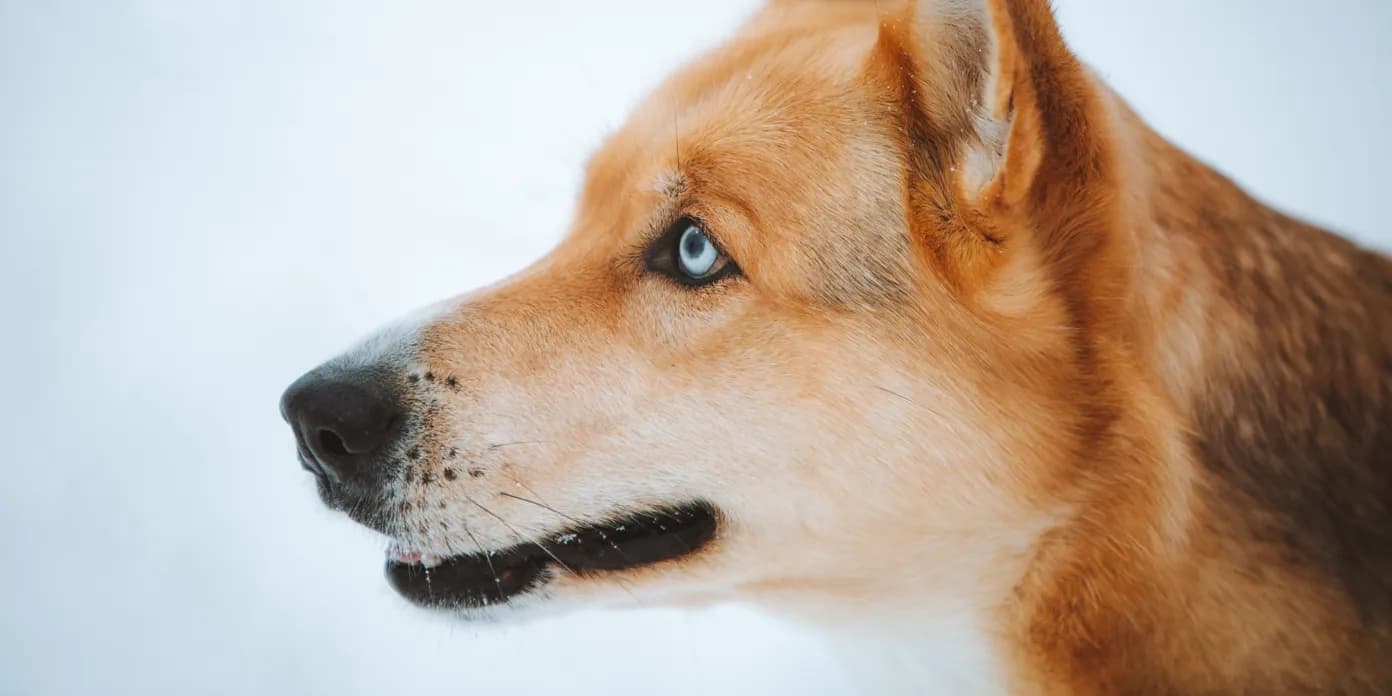 En närbild av en hund.
