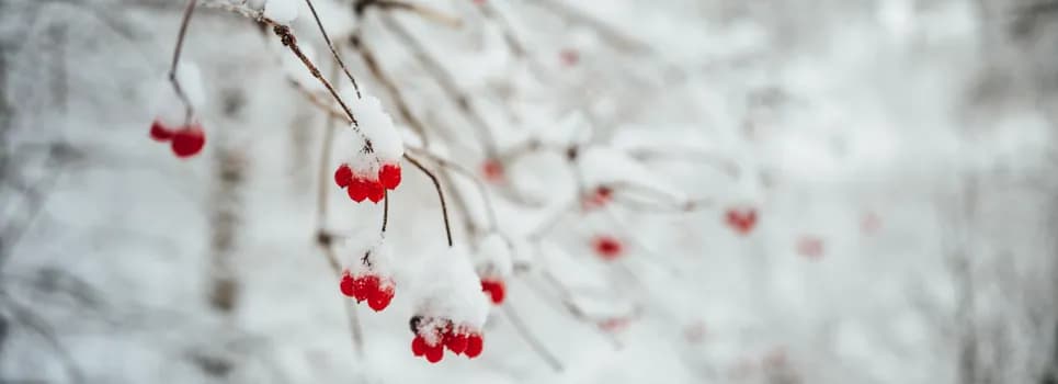 bild på röda bär i snö